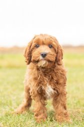 Male Cavapoo puppy in Indiana