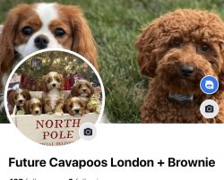 Cavapoo puppies available Christmas weem