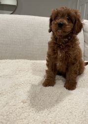 F1b Red Male Cavapoo Puppy ready now!