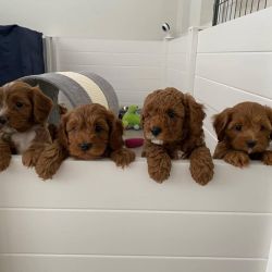cavapoo pups for sale