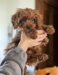 Cavapoo Puppy Available - Professionally Trained