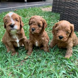 cavapoo pups available