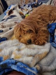 Male Cavapoo for sale