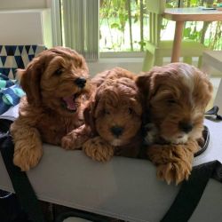 lovely cavapoo pups for sale