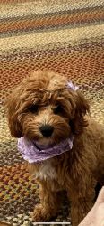 Female cavapoo 6 months old