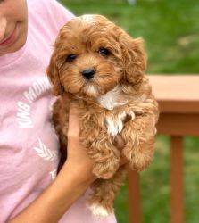 The perfect cavapoo puppies for the Holidays!
