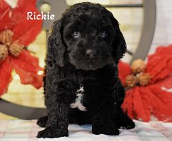 F1 cavapoo Rickie and Raven