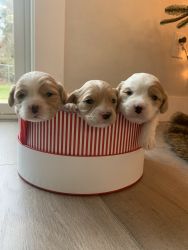 F1 cavapoo puppies- So sweet
