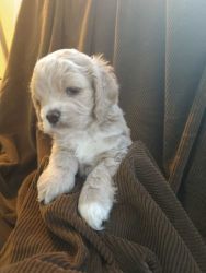Loveable Puppies for sale