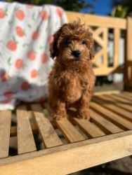 Cavapoos available 10 weeks old