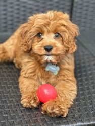 Selling Very Cute 3 month Old Cavapoo