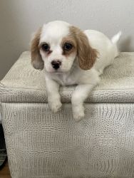 Cavapoo Puppies for Rehoming