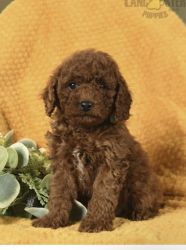 Cavapoo for sell