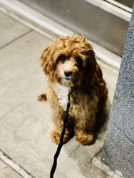 Beautiful trained girl cavapoo puppy looking for a new home