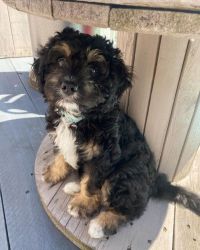Remarkable Akc Cavapoo Puppies Available
