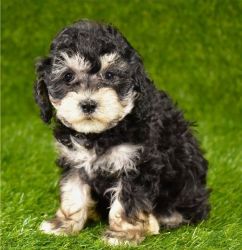 Cavapoo male and female puppies.