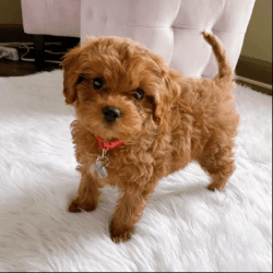 Adorable Cavapoo puppies Available