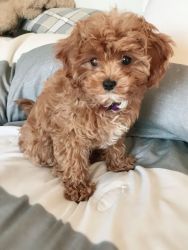 Show Cavapoo puppies now looking for a new home