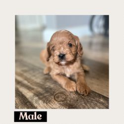Red Cavapoo male