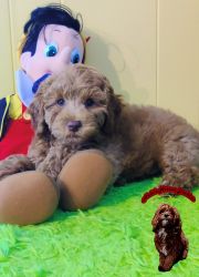 Golden Cavapoo Available for Adoption