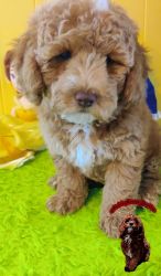 Golden Cavapoo Available for Adoption!