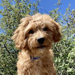 Arlo from Cross-Country Cavapoos