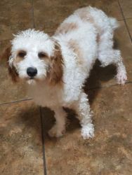 11 mo old Cavapoo Pup for sale