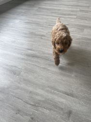 My Male Cavapoo needs a new home, with love
