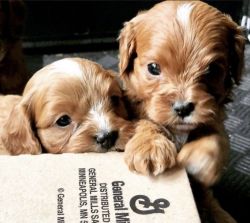 Adorable Cavapoo Puppies for Rehoming