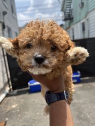 Cavapoo,s in need of a loving home