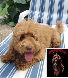 Cavapoo looking for forever home