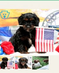 Cacapoo puppie for sale