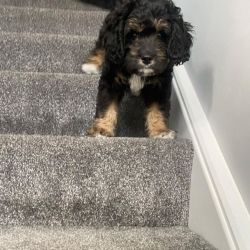 Astounding Cavapoo Puppies Ready For New Homes