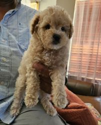 Cavapoo's looking for a forever home