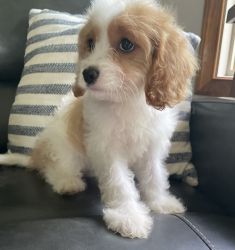 Cavapoo Female Puppy Cream And Red *Polly* -- $750