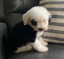 Mini Black And White Cavapoo Male Puppy *Padington* -- $700