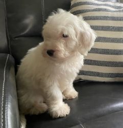 White Male Mini Cavapoo Puppy *Winston* -- $600