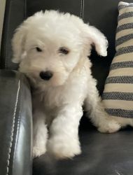 Mini Cavapoo Male Puppy White W/ Apricot *Buddy* -- $600