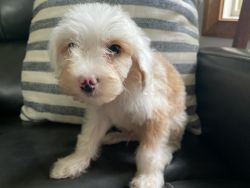 Mini Male Cavapoo Puppy White And Apricot *Caesar* -- $600