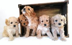 Gorgeous Cavapoo Puppies for Loving Home