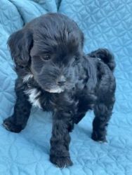 Cavapoo puppies ready for forever homes!