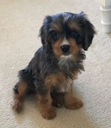Beautiful Boy Cavapoo Puppy 12-weeks young