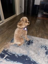 Cavapoo is in need of a new home