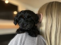 Cavapoo puppies looking for forever homes