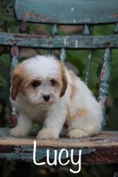 Adorable Toy Cavapoo *Lucy* -- $750