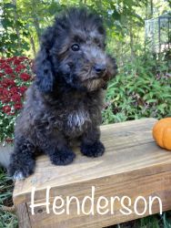Toy Poodle *Henserson* -- $550