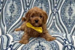 F1B Cavapoo puppies available