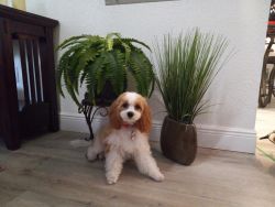 9 month old Cavapoo puppy for sale