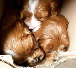 Beautiful Cavapoo Puppies for Sale