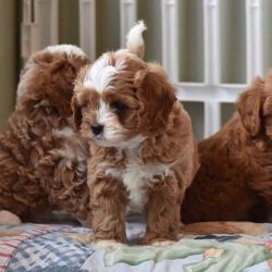 Cavapoo Puppies for Rehoming